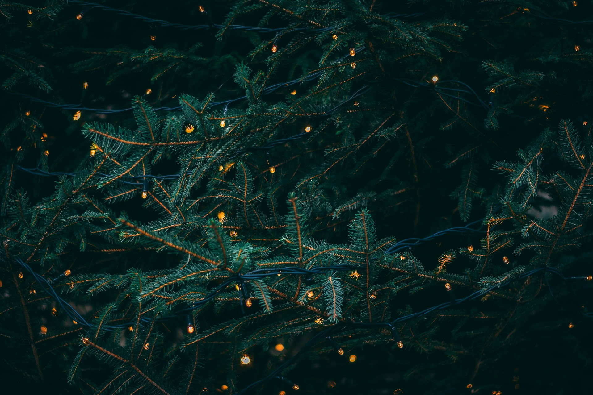 Vintersolhvervs-retreat – 19.-20. december med Erin Moe — Wild Nature Retreats