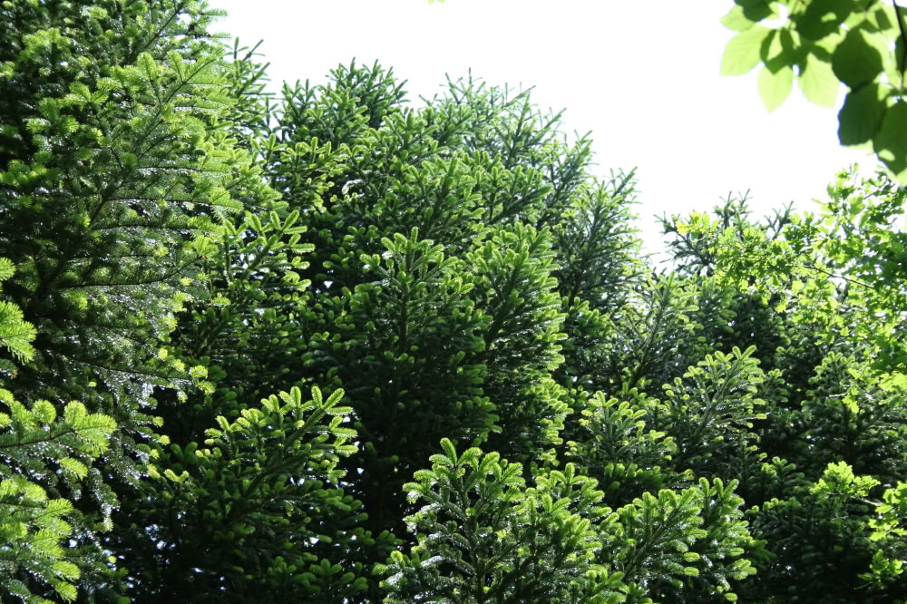Skovbadning