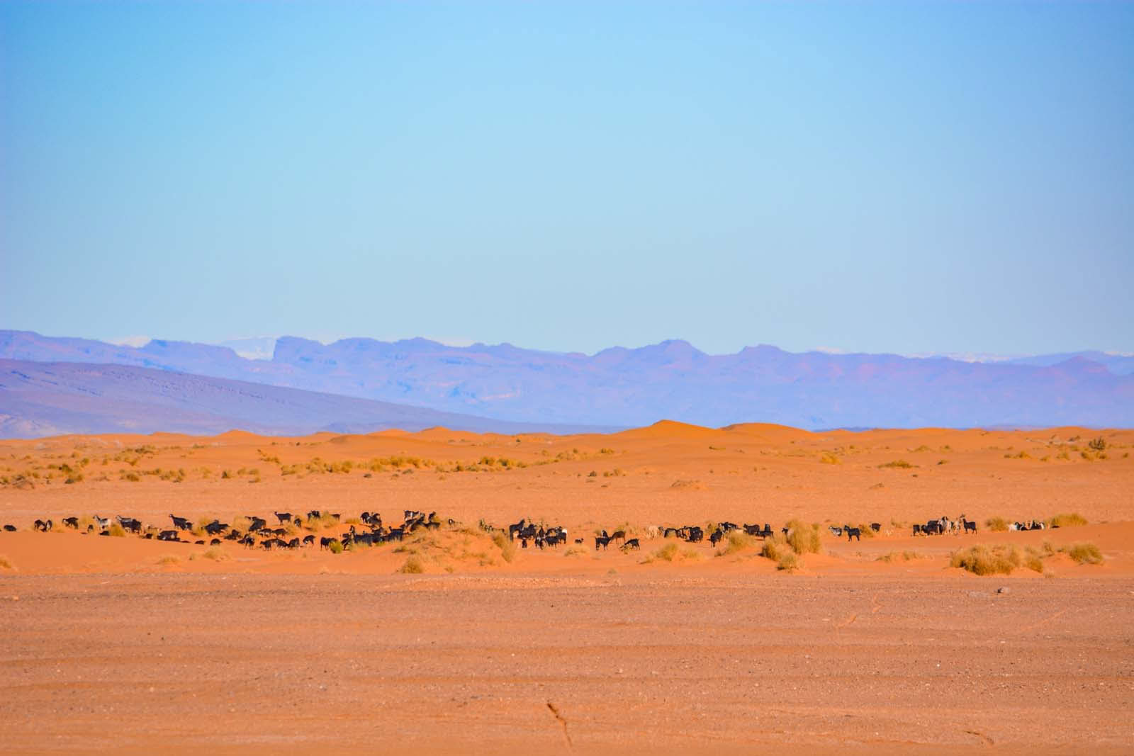 8 dages rejse fra Marrakesh til ørkenen via Merzouga
