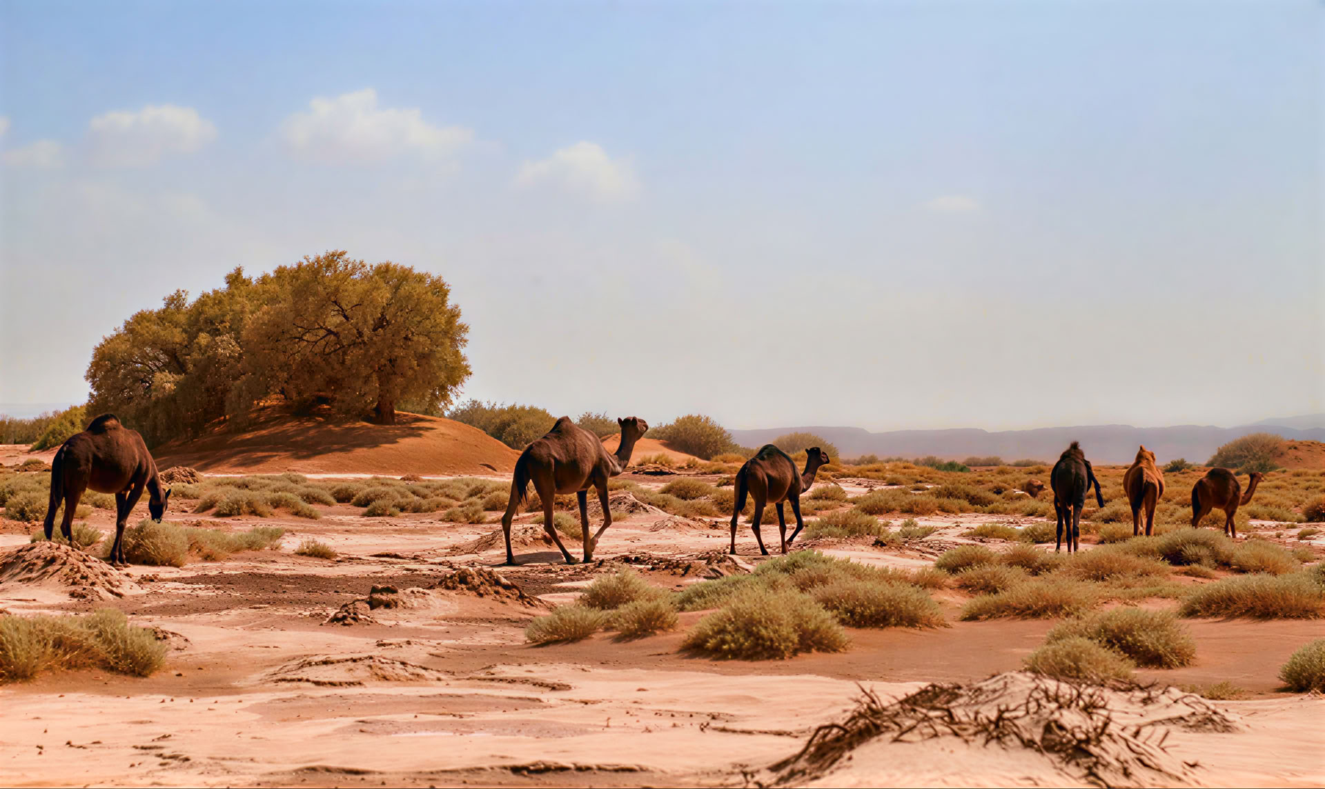4 dages tur fra Casablanca til Marrakesh via ørkenen