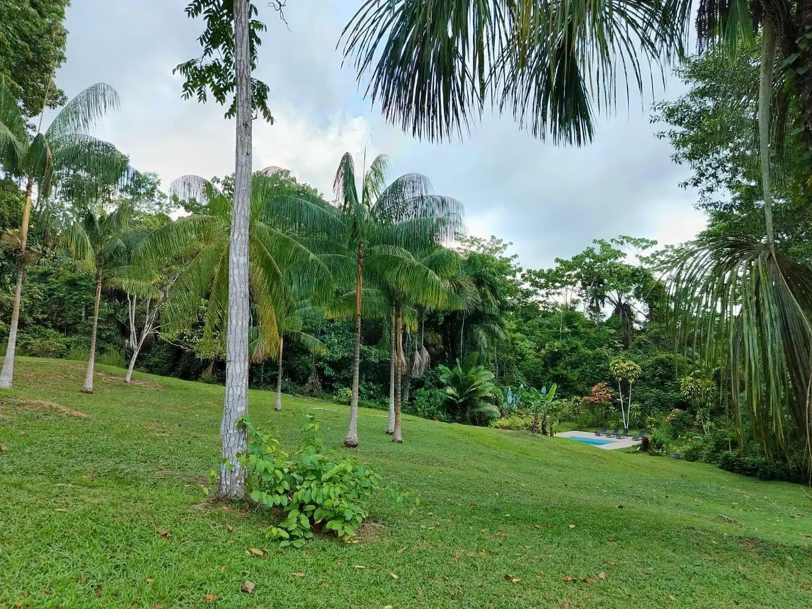 5 dages ayahuasca- og San Pedro-retreat