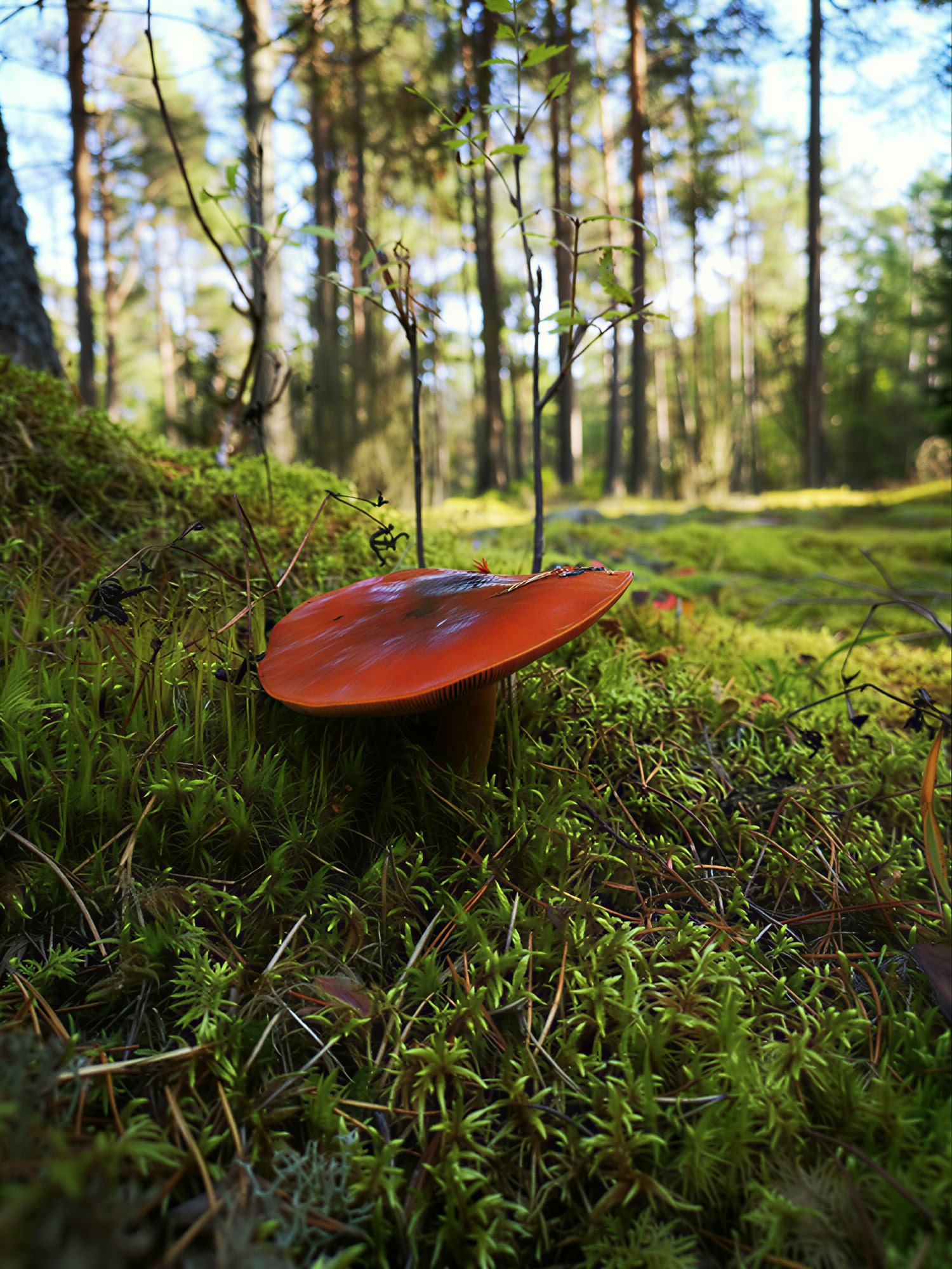 Åndeligt naturretreat: slip vaner