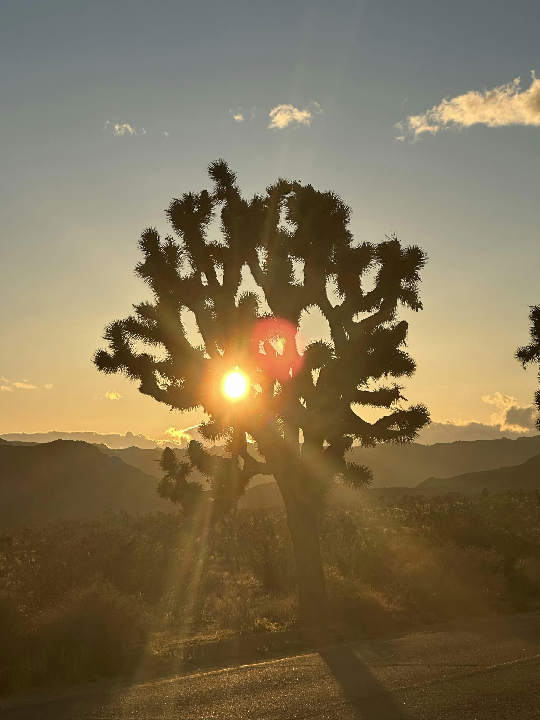 Ørkenens helende åndedrætsoplevelse - Palm Springs