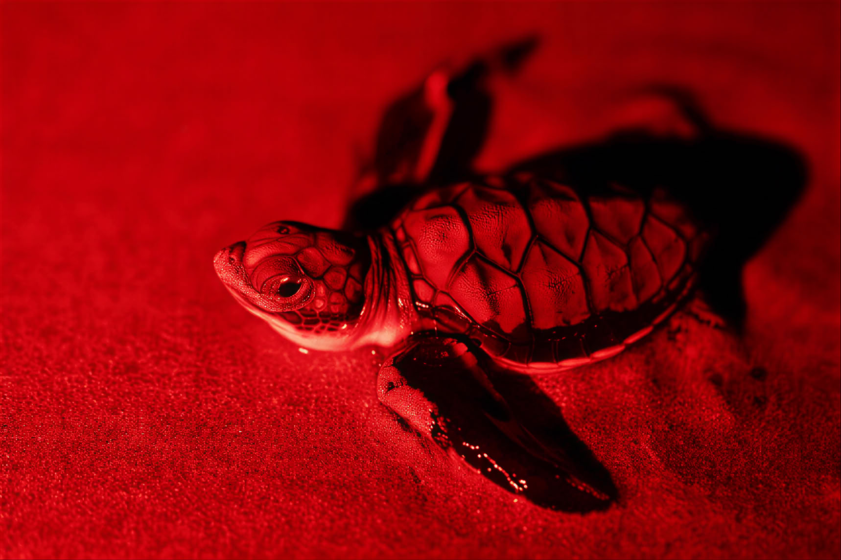 Skildpaddeobservation