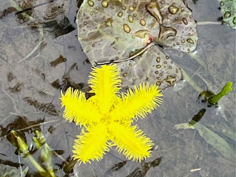 Workshop i fremstilling af chokolade fra bønne til bar