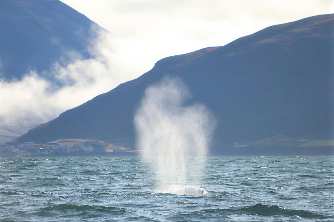 Hvalsafari i Akureyri