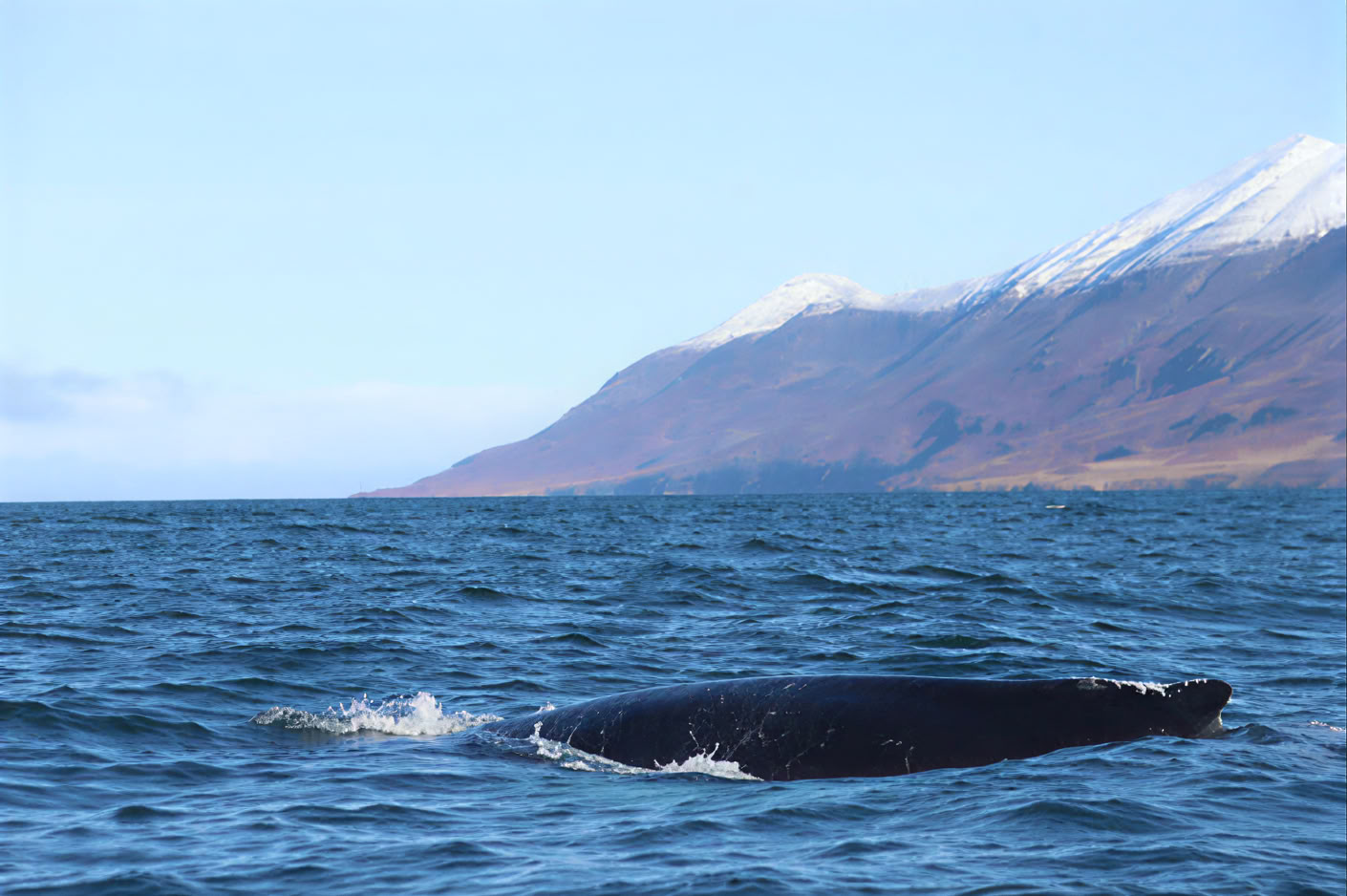 Hvalsafari i Akureyri