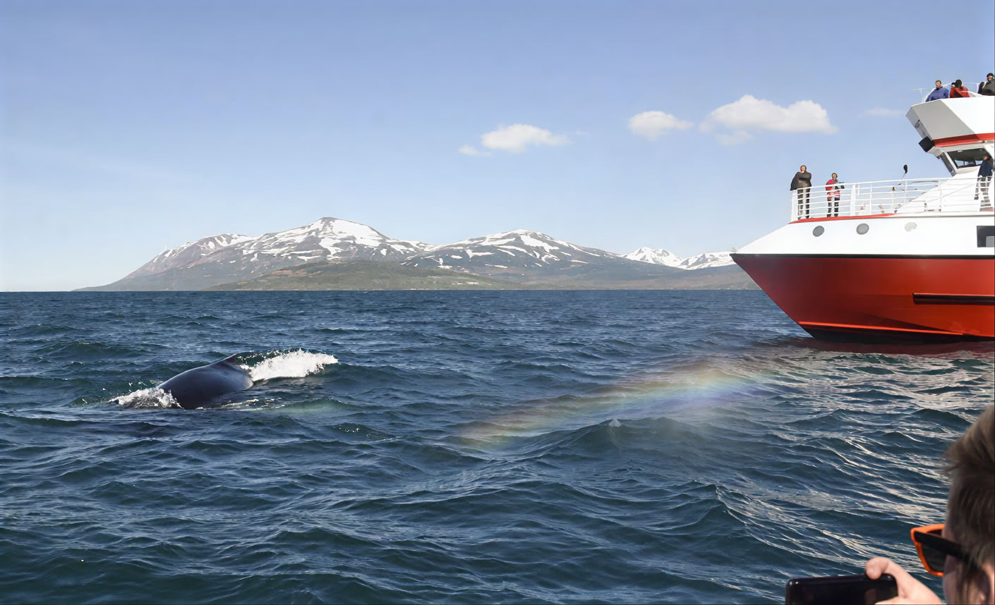 Hvalsafari i Akureyri