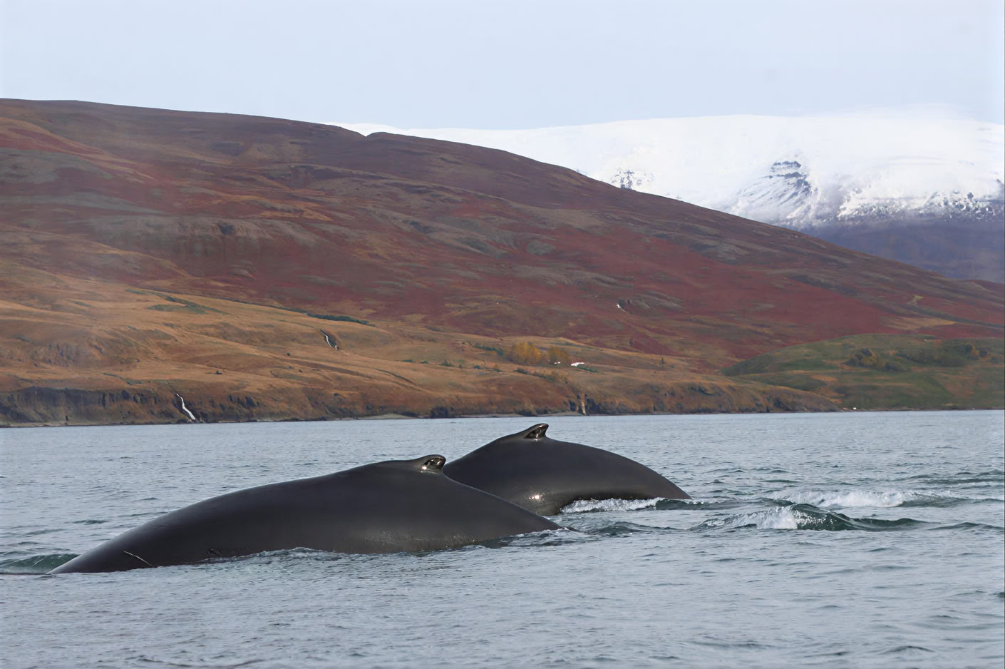 Hvalsafari i Akureyri