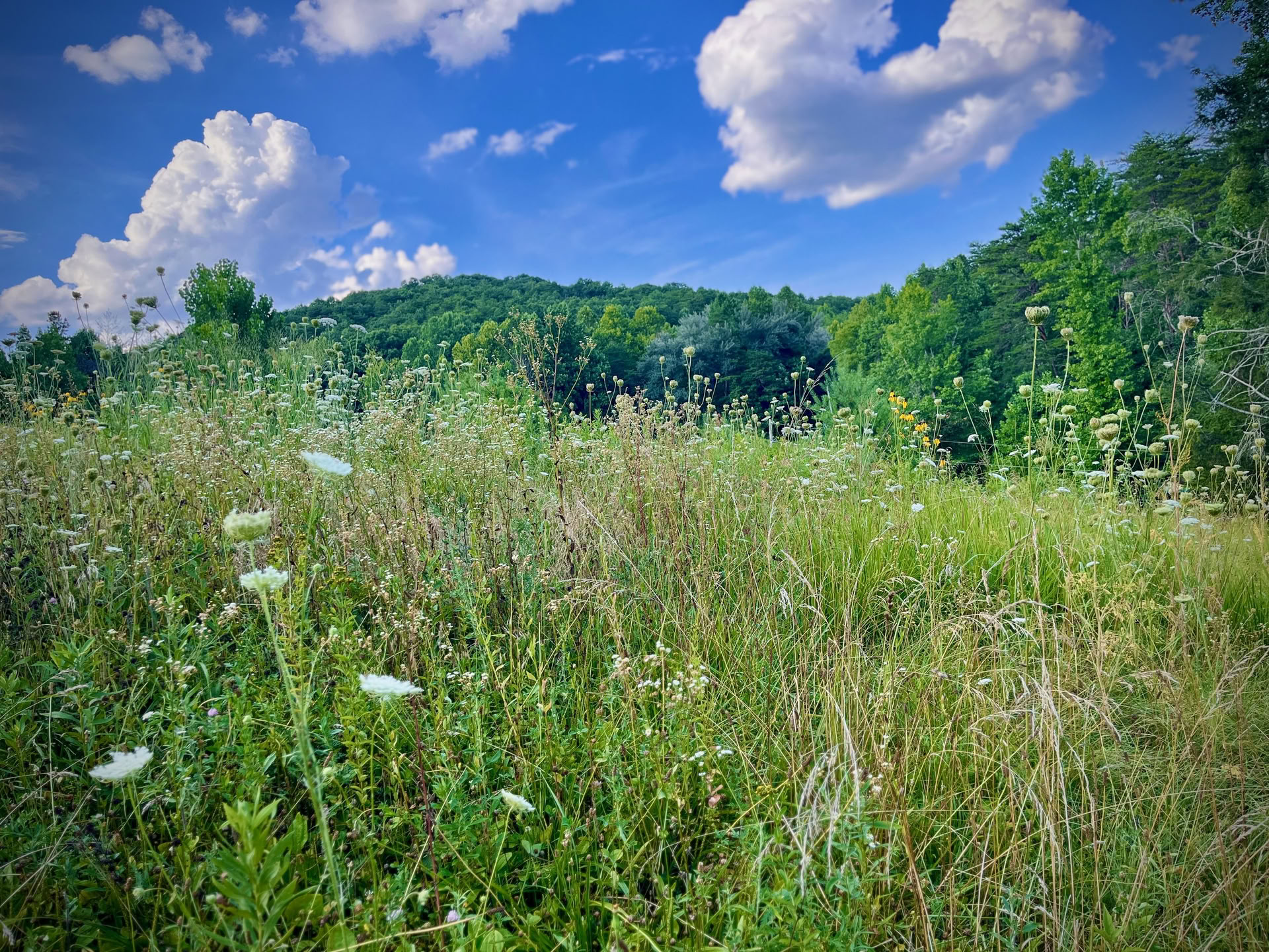 Parsamling i Smoky Mountains for par