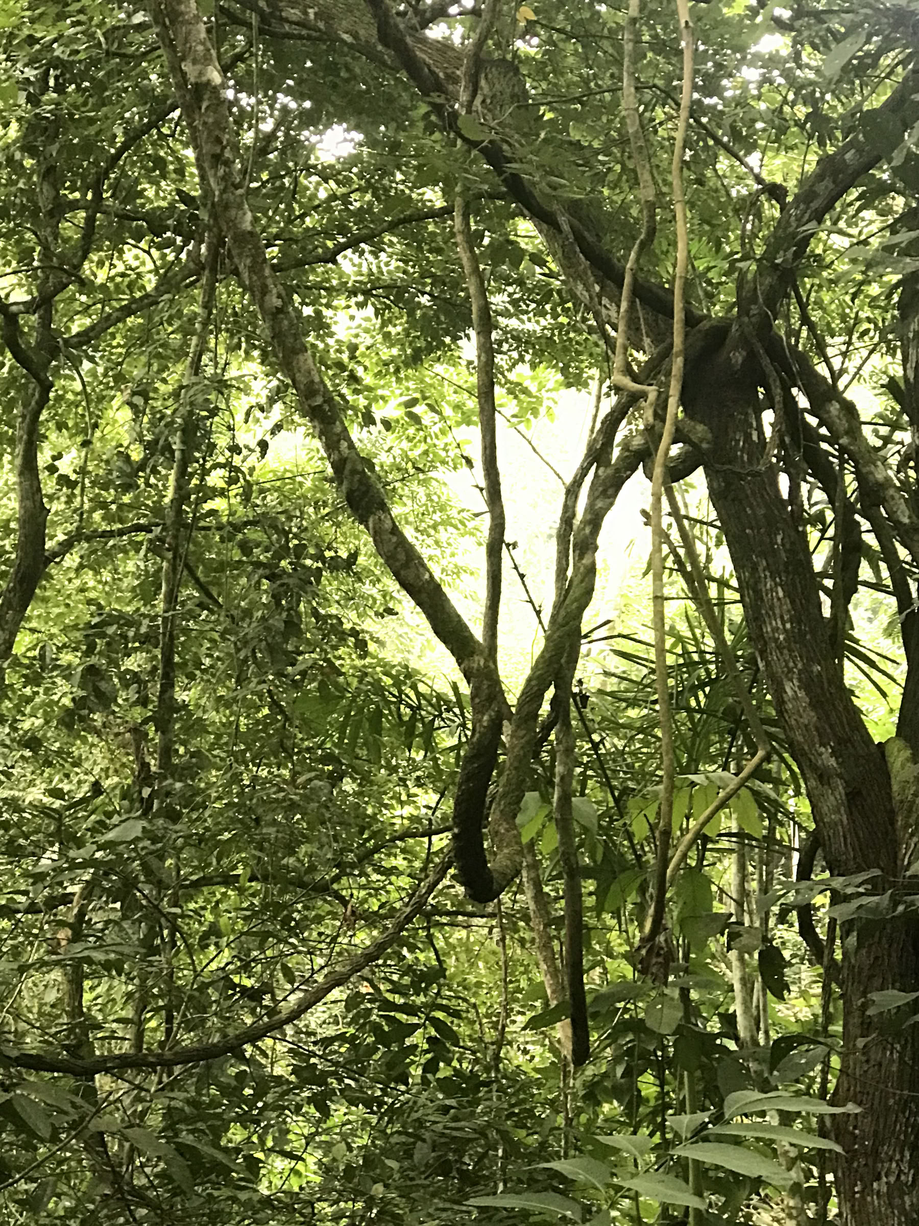 Ayahuasca-weekendretreat