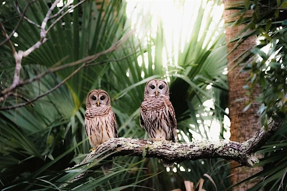 Natur- og økotur