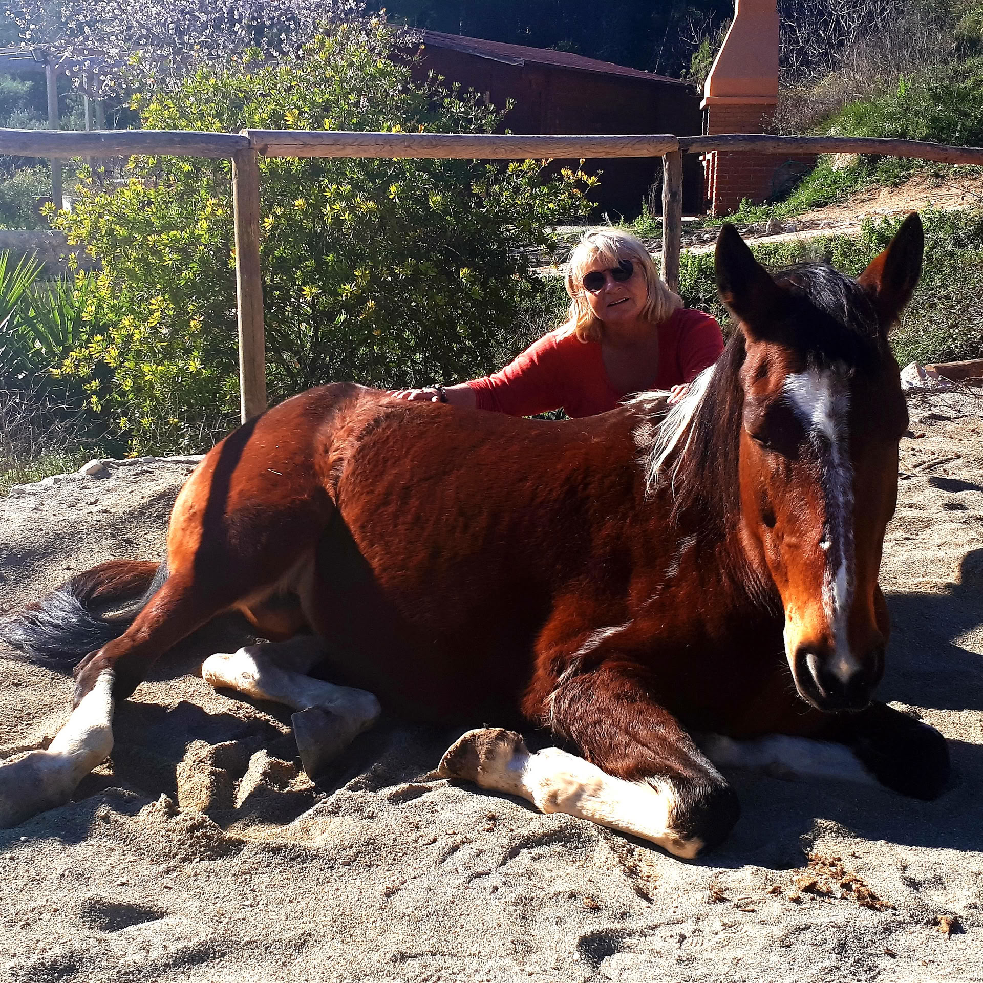 Yoga & heling med heste
