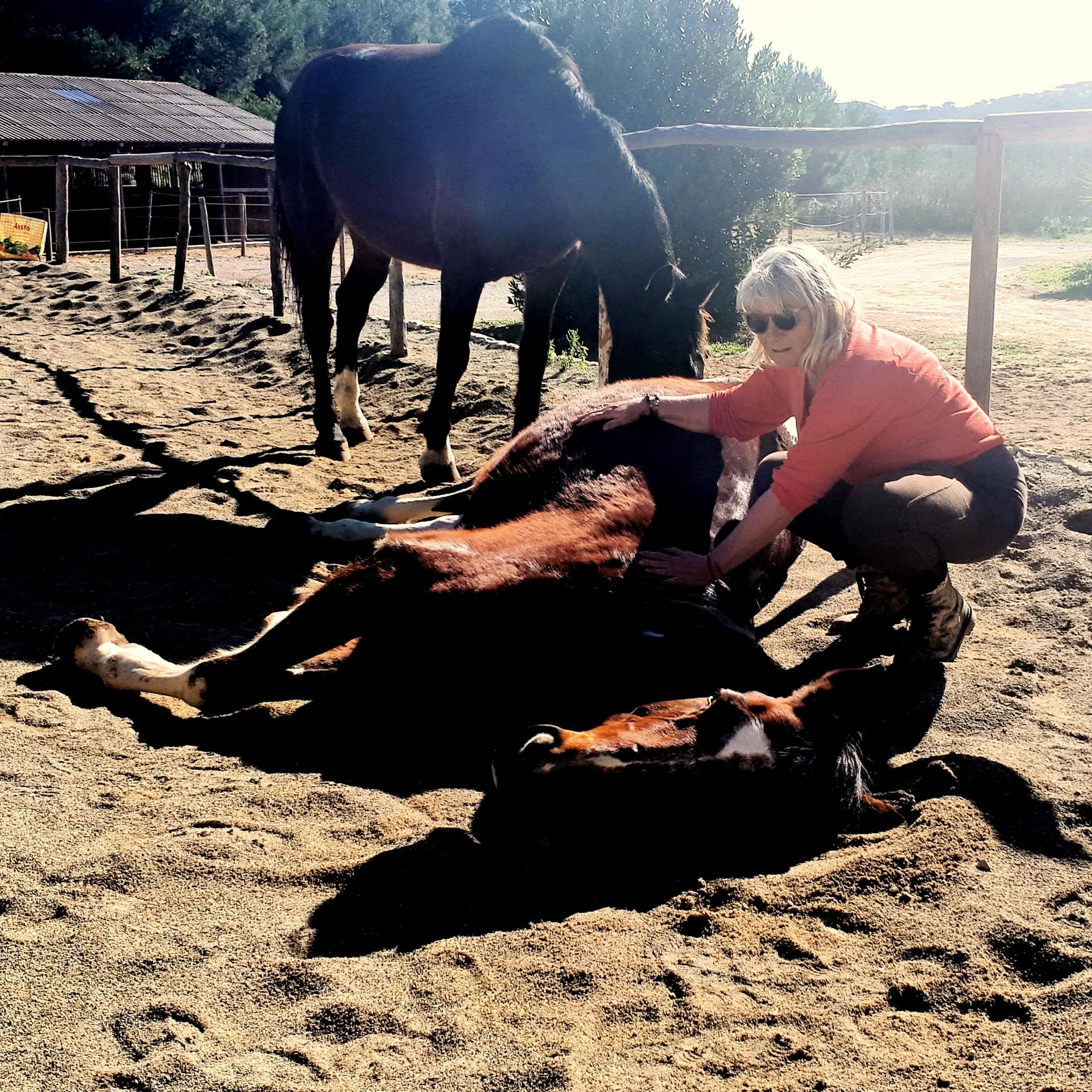 Yoga & heling med heste