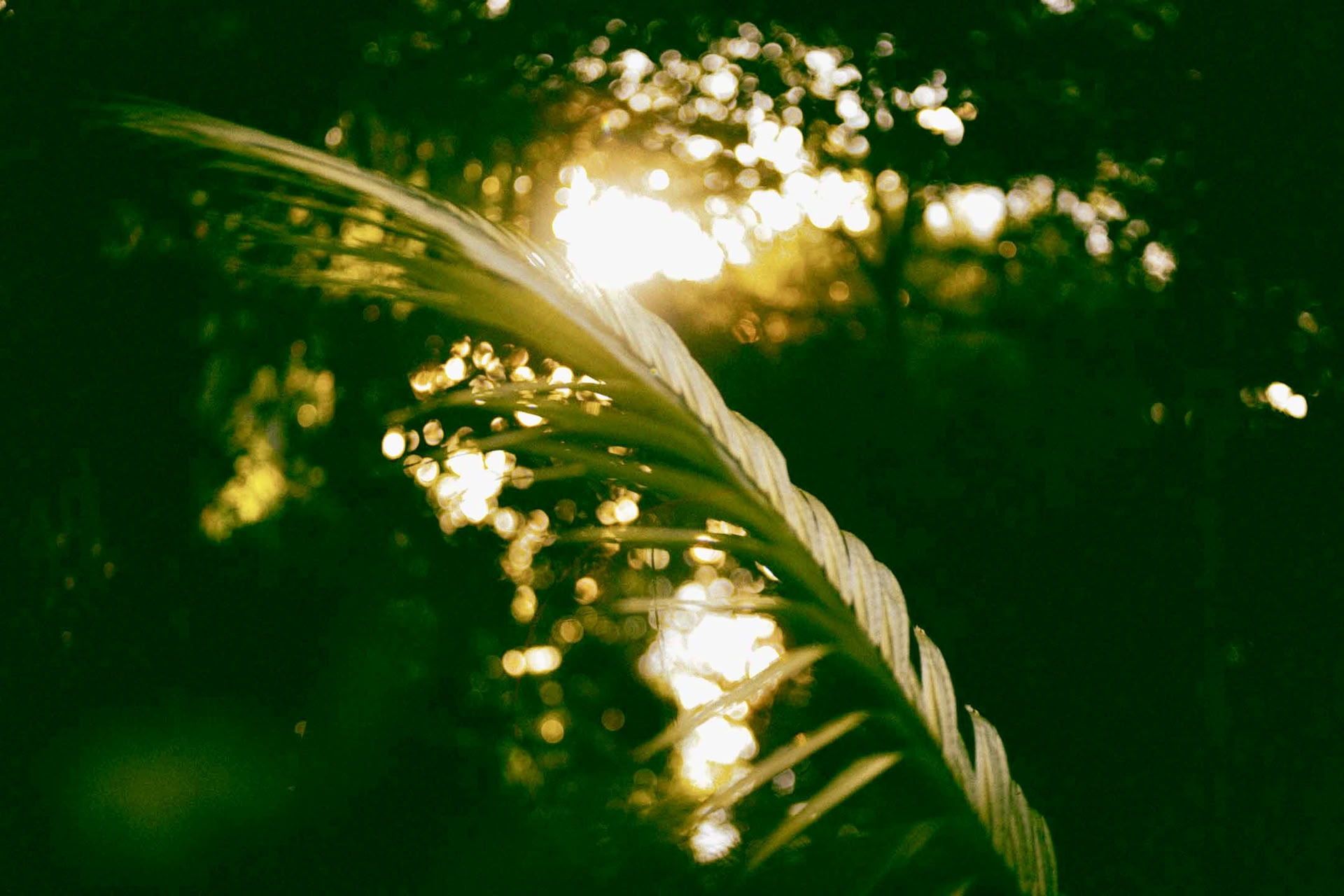 6-dages ayahuasca-retreat