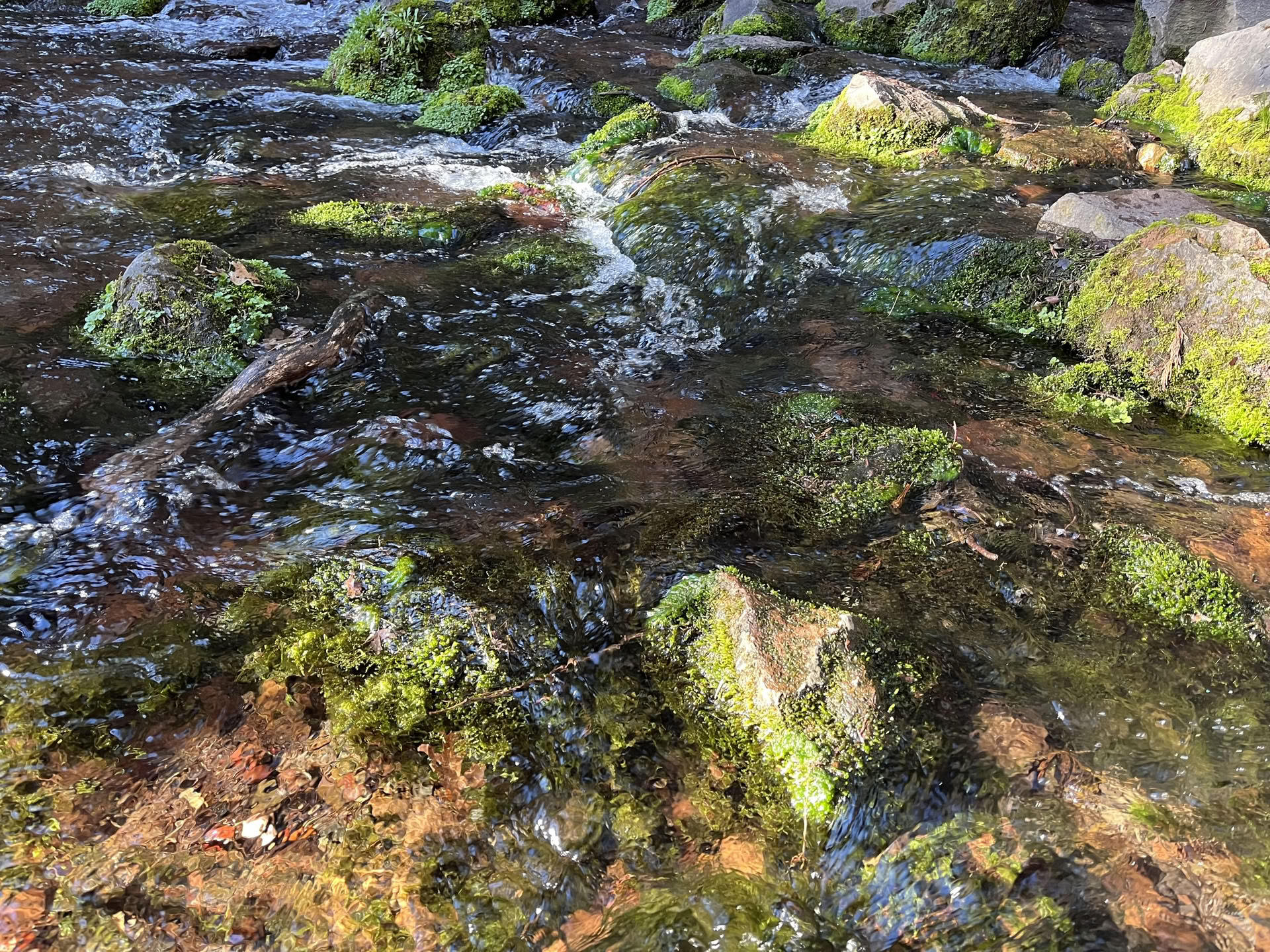 Dyb Indre Fred-retreat: Mt. Shasta, CA