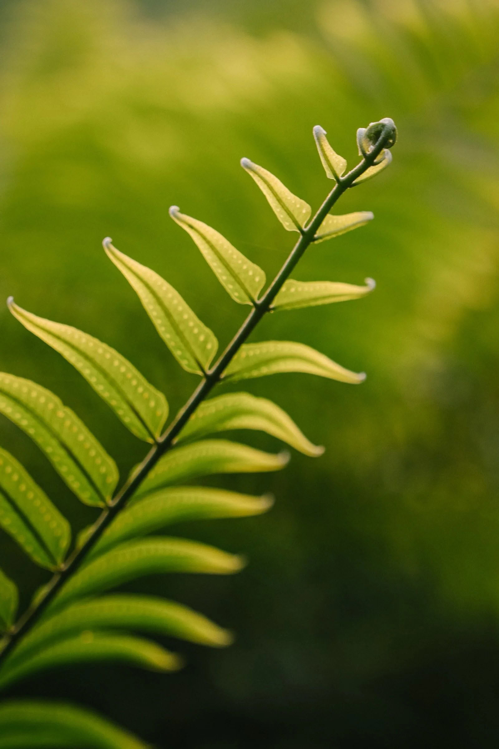 Intim ayahuasca-retreat (Kinkara Costa Rica) – sommerretreats