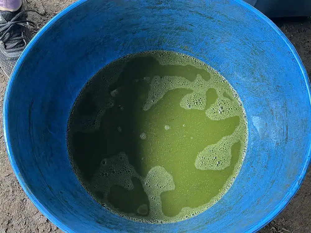 Ayahuasca-retreat med medicinmageren Taita Miguel