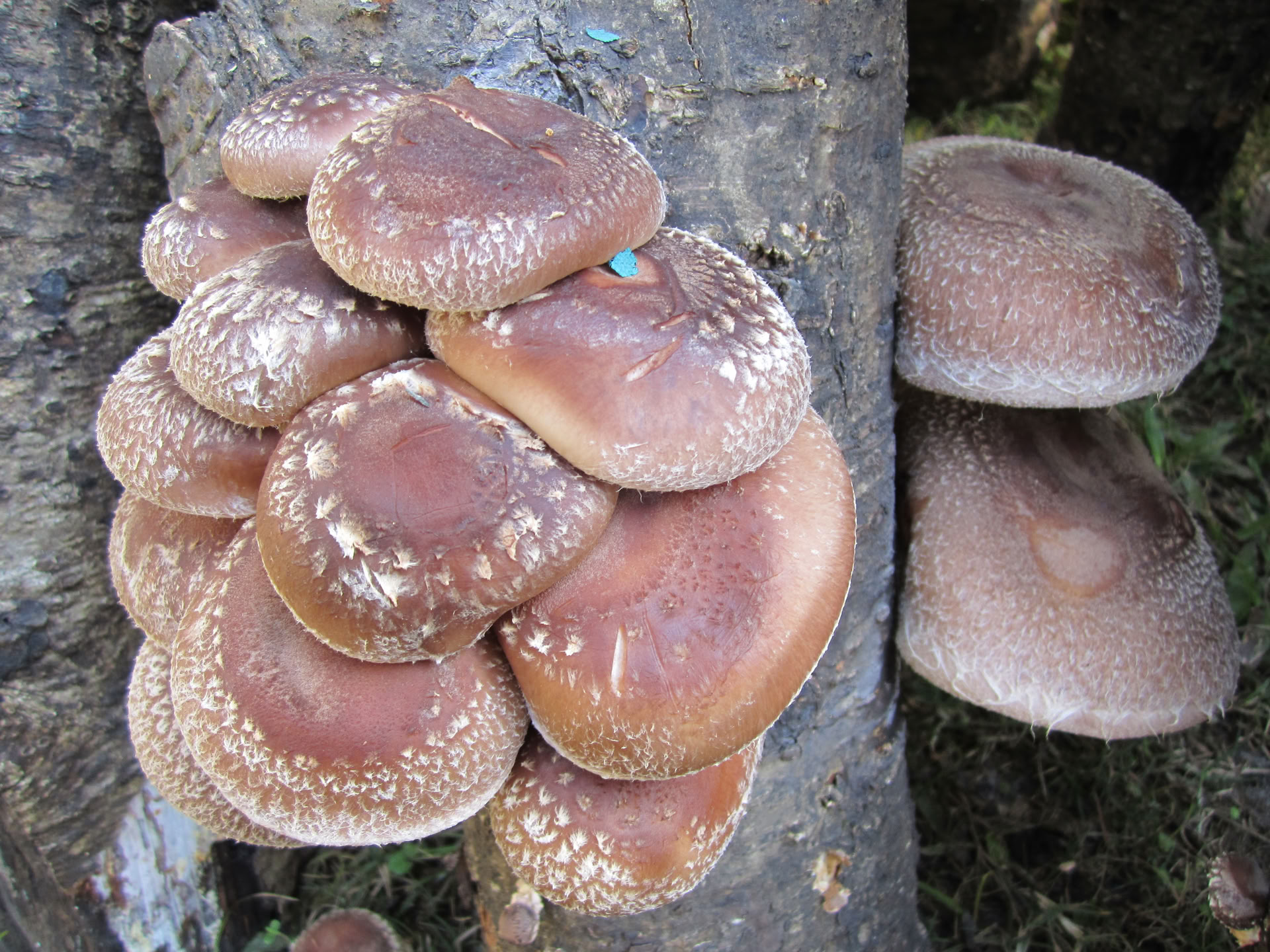Sachitananda-turné