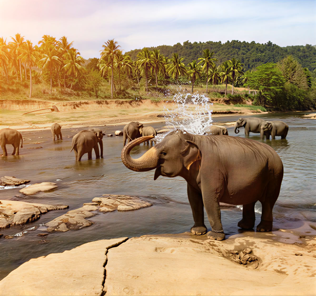Fredfyldte Stier: 7-dages Sri Lanka-lykke! Yoga, meditation, kultur, natur