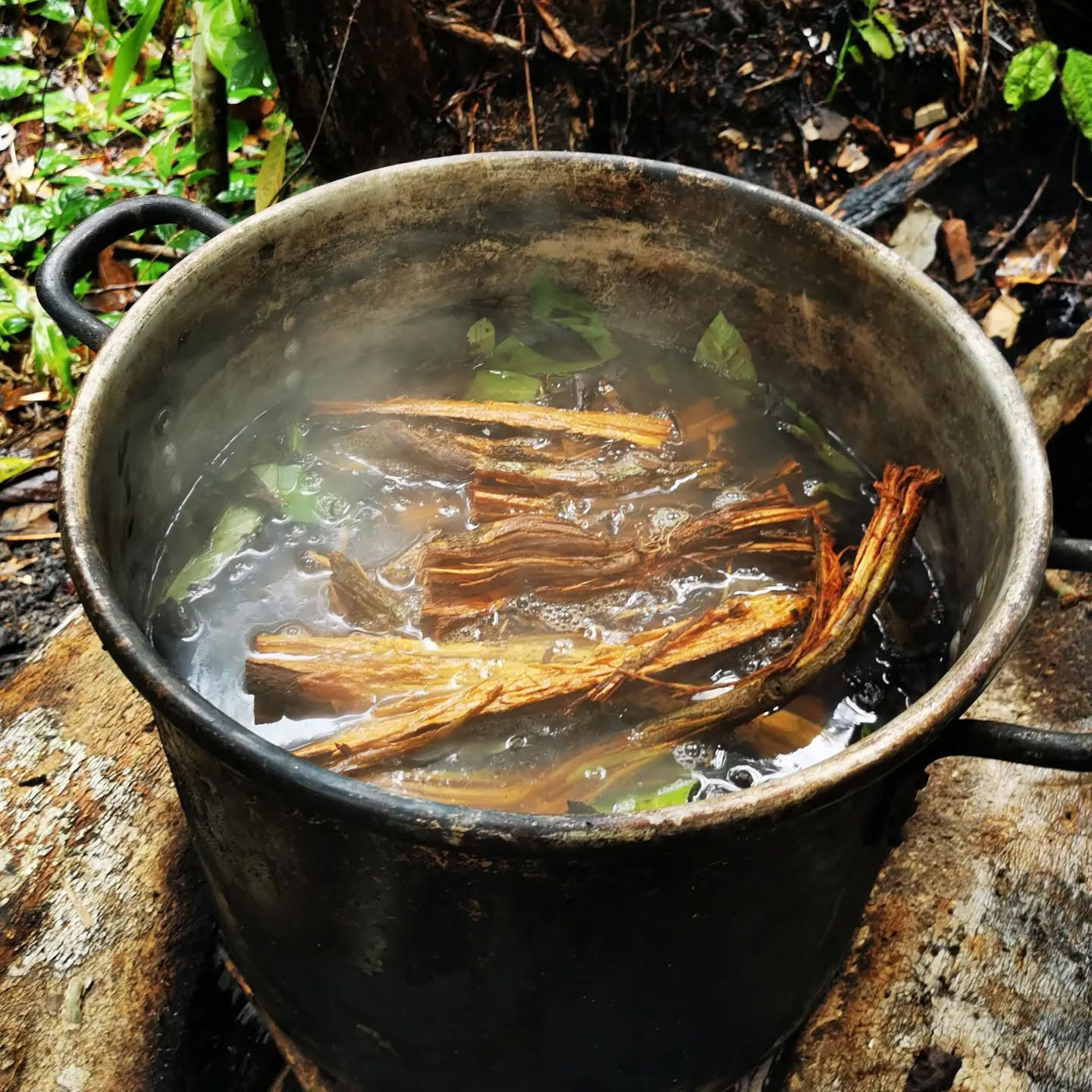 7-dages ayahuasca-retreat