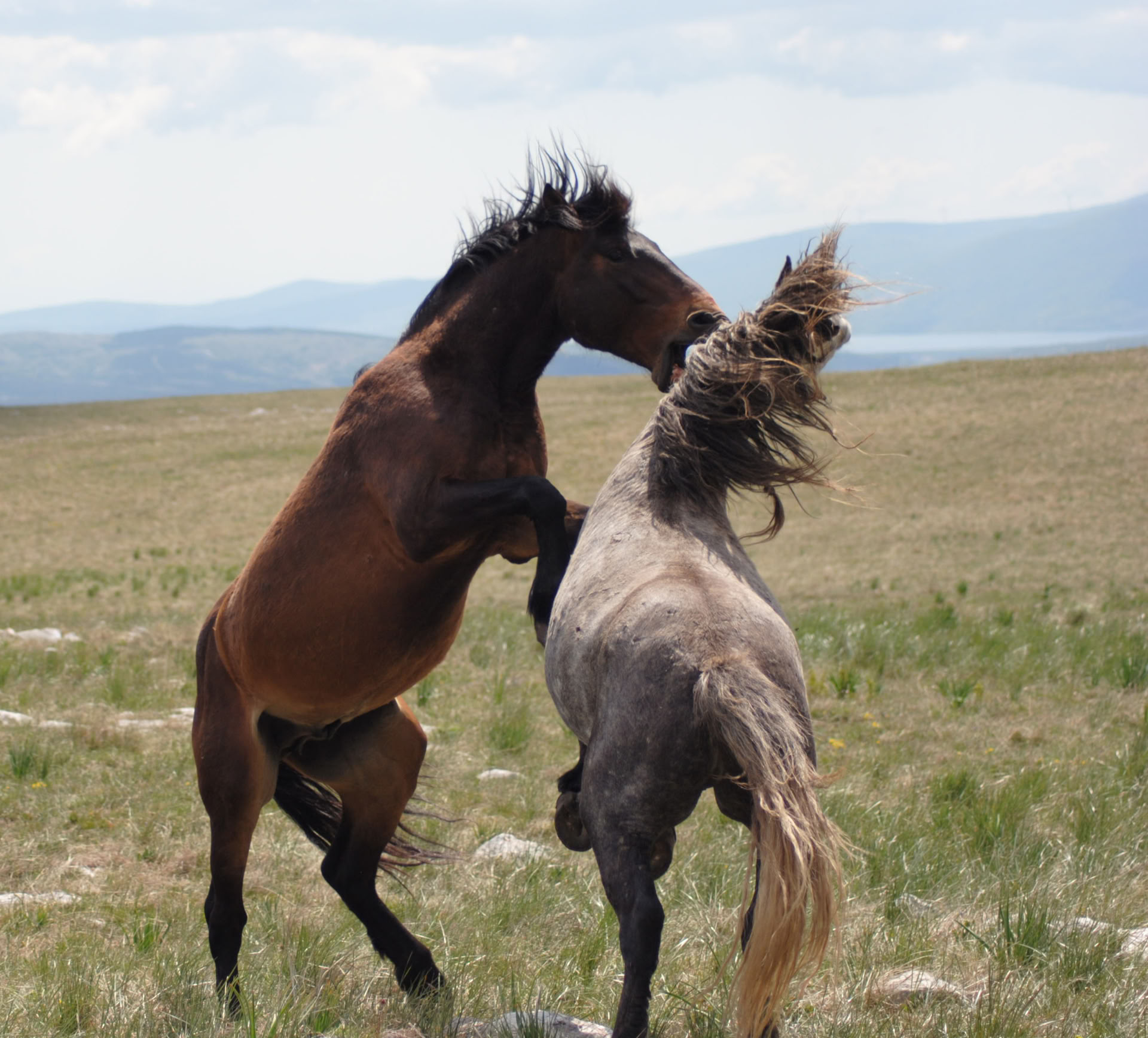 Healing til hest | Bosnien 18.-23. oktober