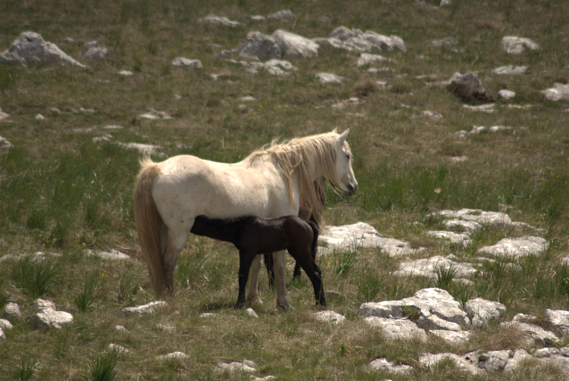 Healing til hest | Bosnien 18.-23. oktober