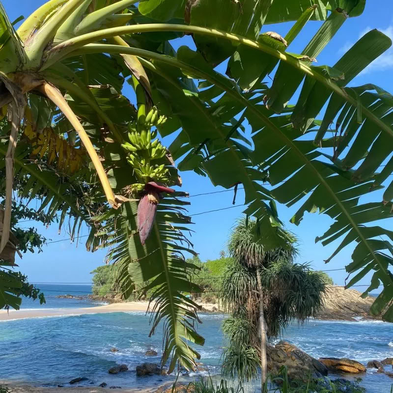 Sri Lanka-retreat – april 2027