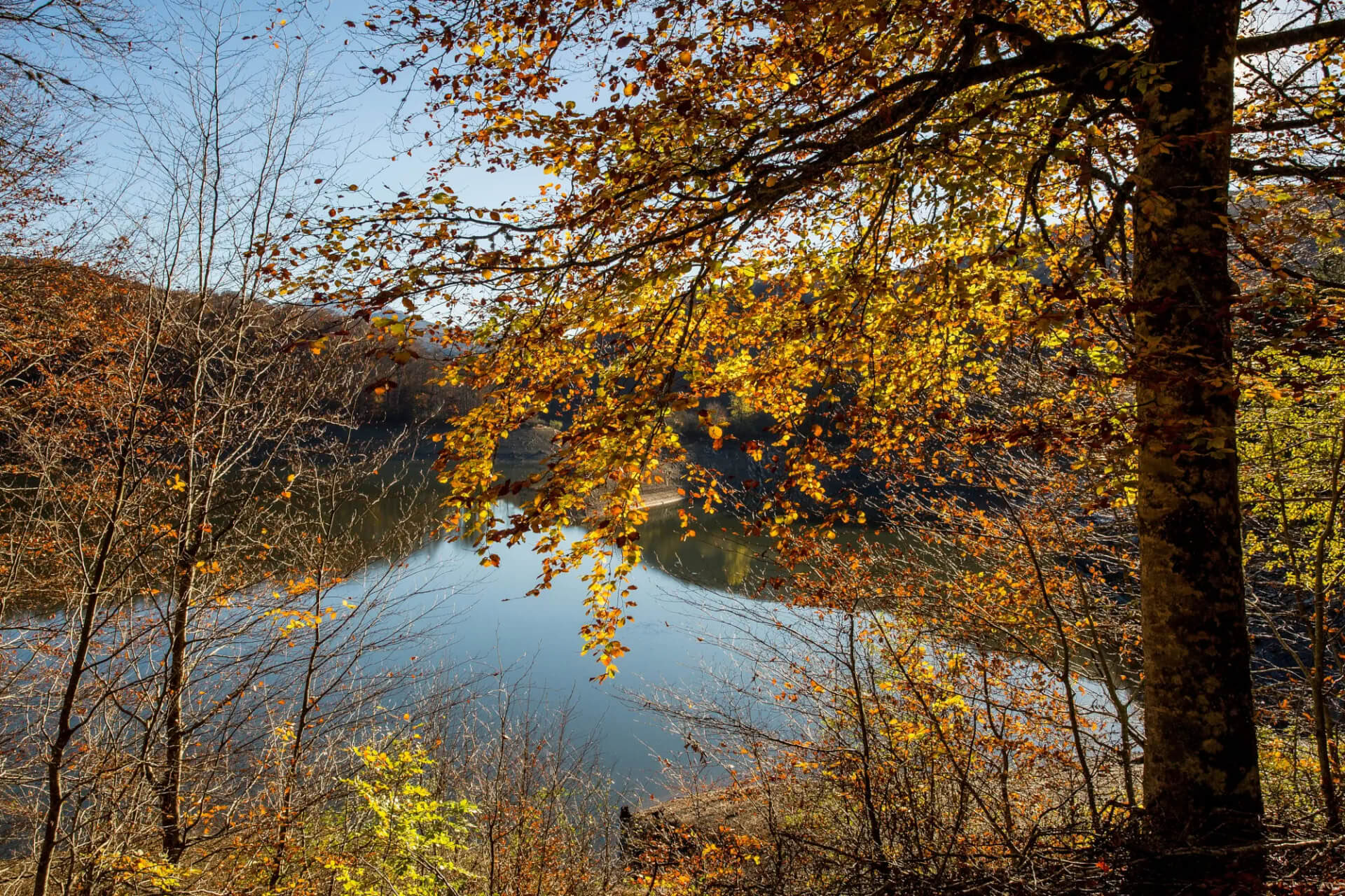 Skovbadning (Shinrin Yoku) & Yoga-retreat