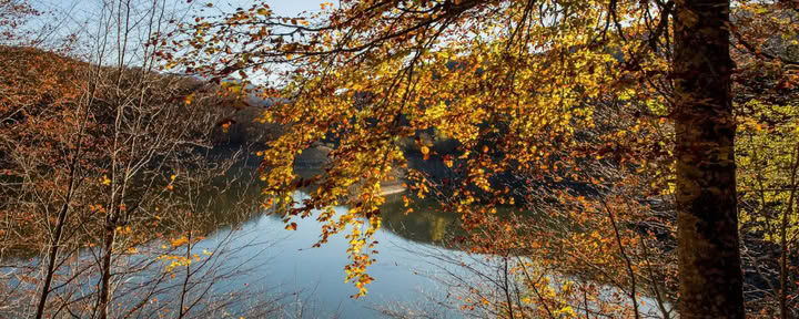 Skovbadning (Shinrin Yoku) & Yoga-retreat