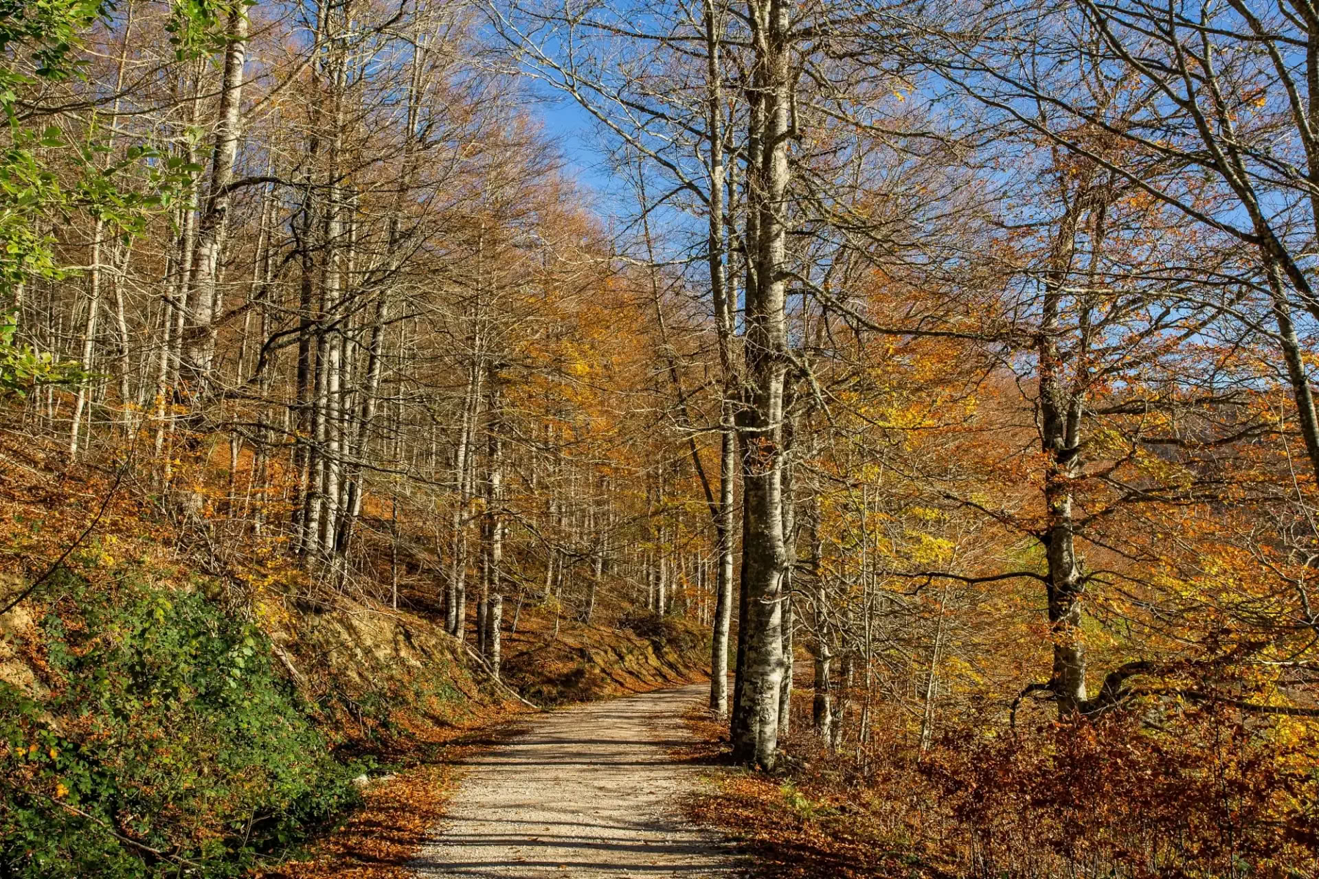 Oktoberyogaretreat: Den Gyldne Skovoplevelse