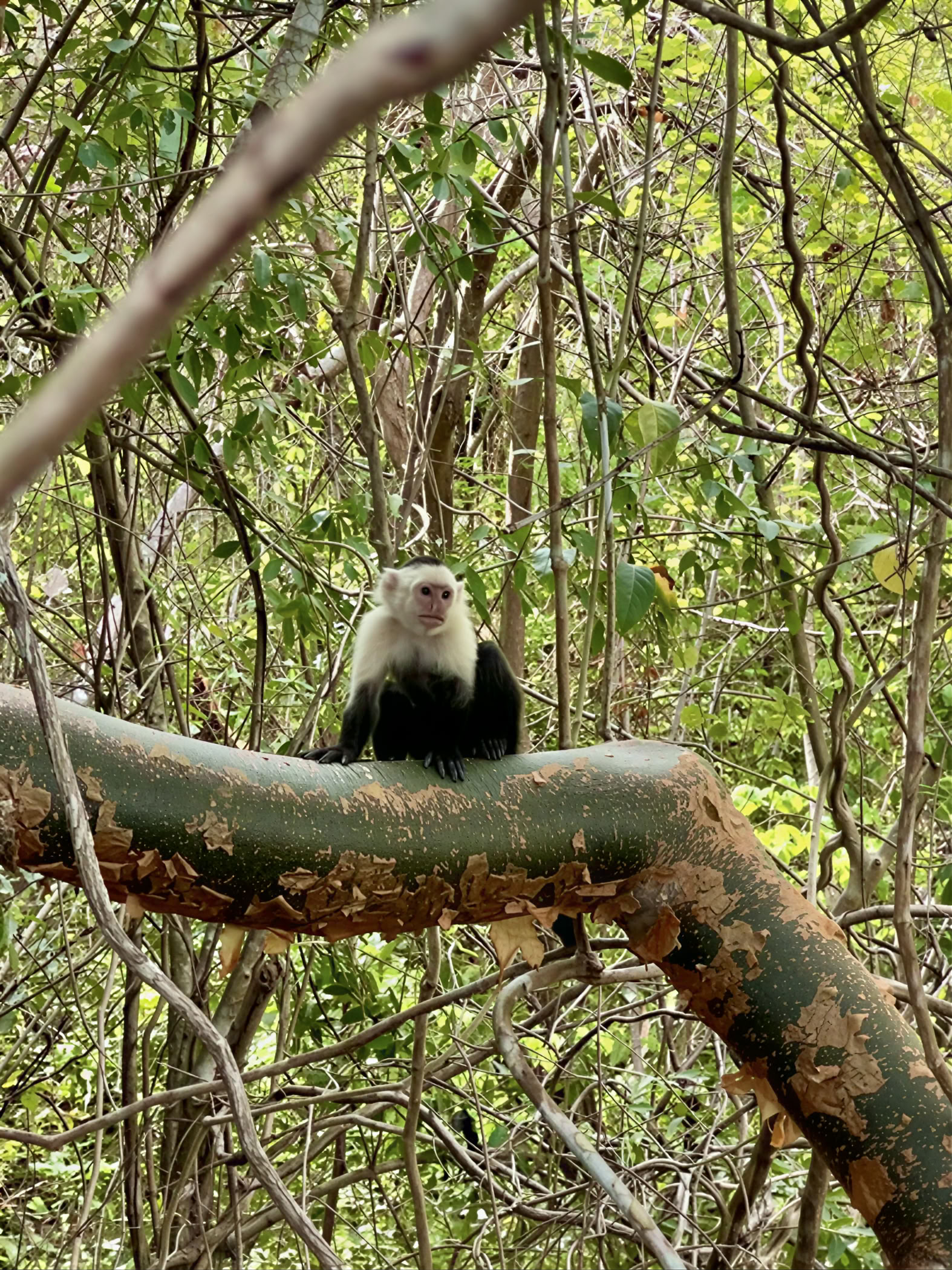 Natur- og rum-eventyrretreat – Costa Rica