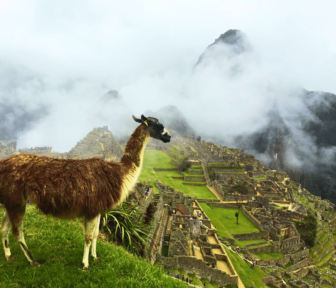 7 dages ayahuasca-retreat + Machu Picchu