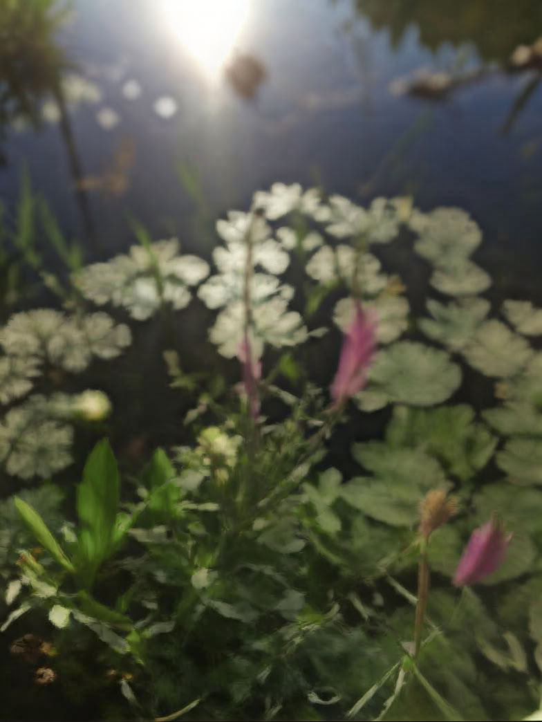7-dages ayurveda- og yogahelende fordybelsesretreat i naturen