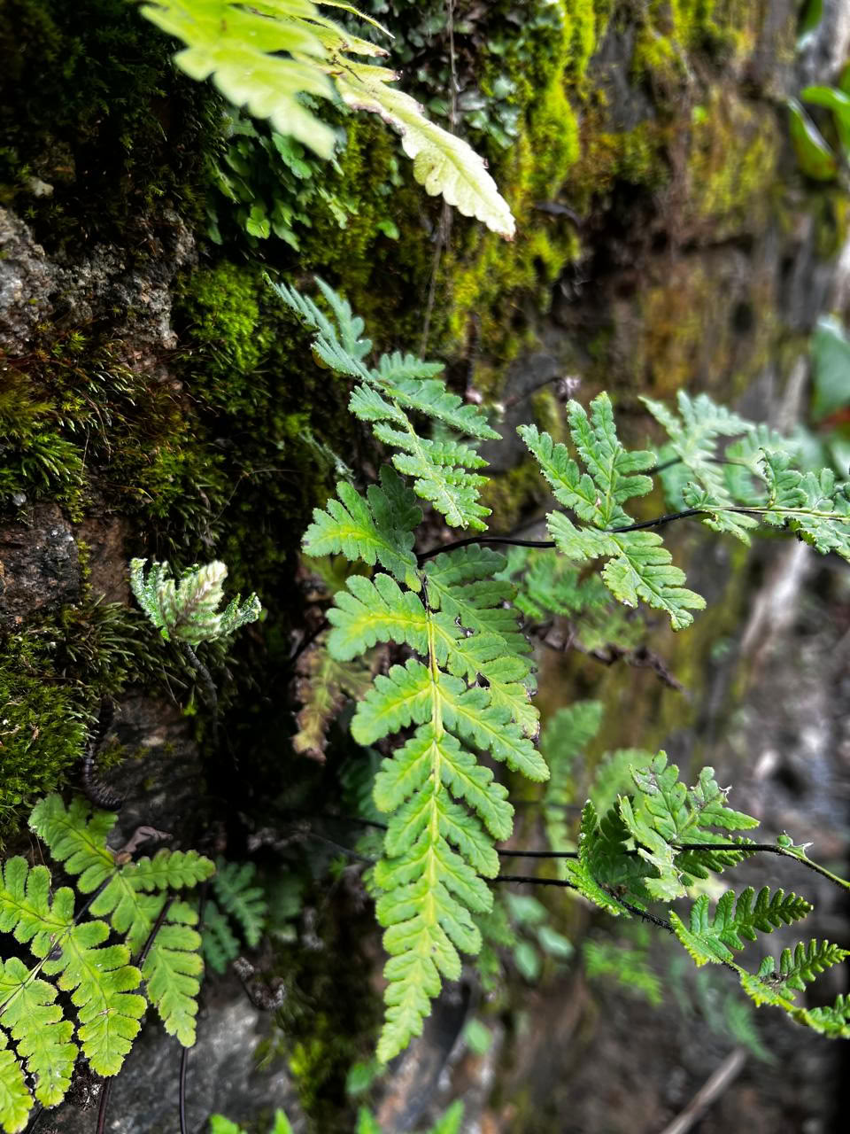 13 nætter 14 dage शोधन Detox Panchakarma-retreat