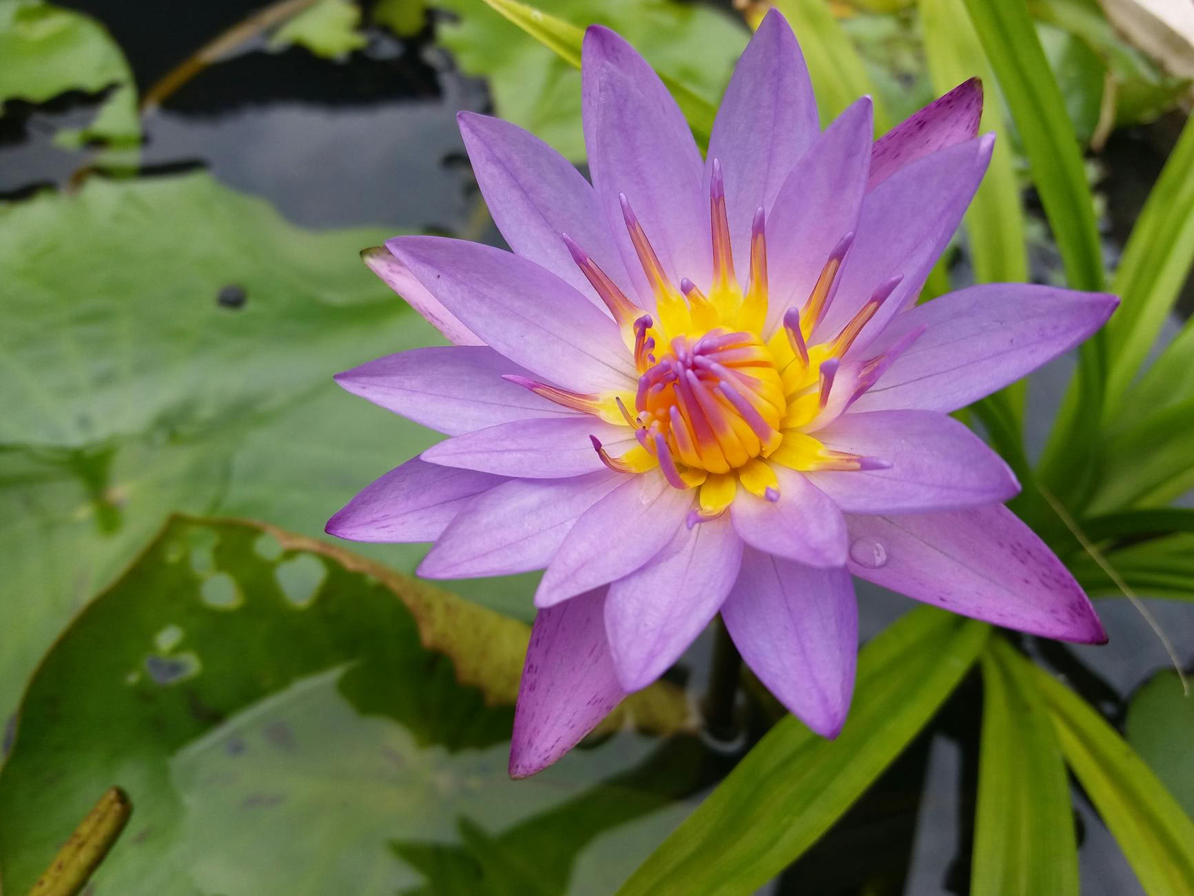 10-dages indiansk helingsretreat med ayurveda og yoga