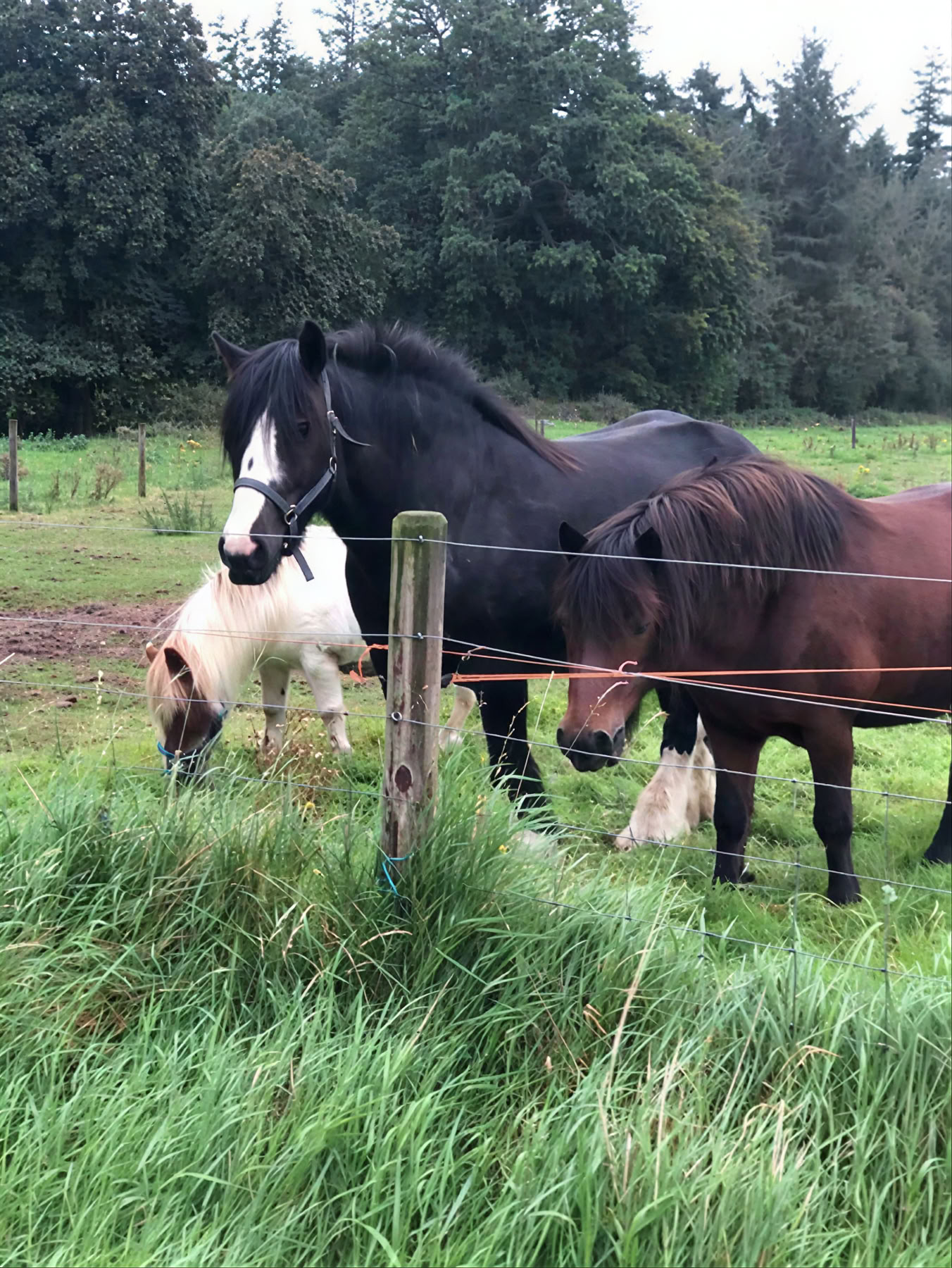 Bare Træk Vejret Familieyogaretreat, Irland