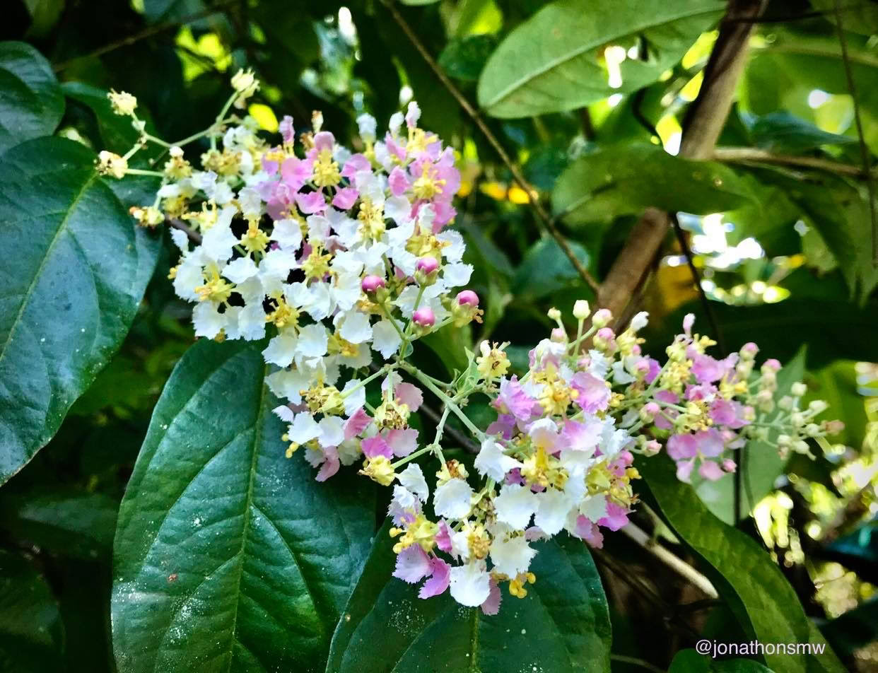 2.–7. februar 2027 | campingoplevelse i regnskoven i Costa Rica Cocoterra