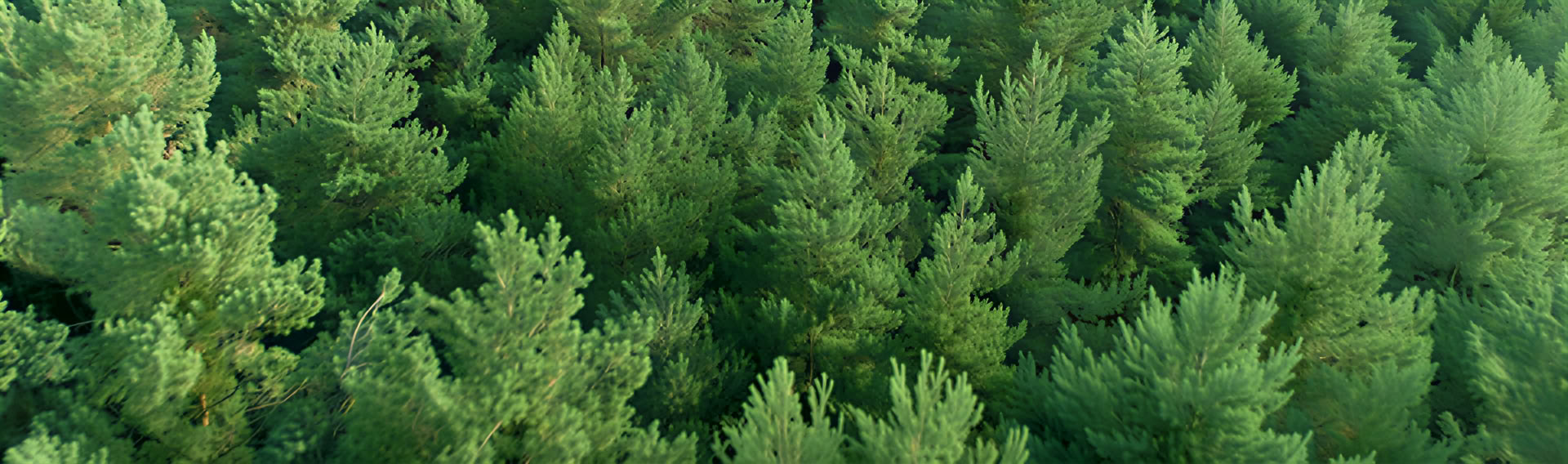 Rejsen hinsides