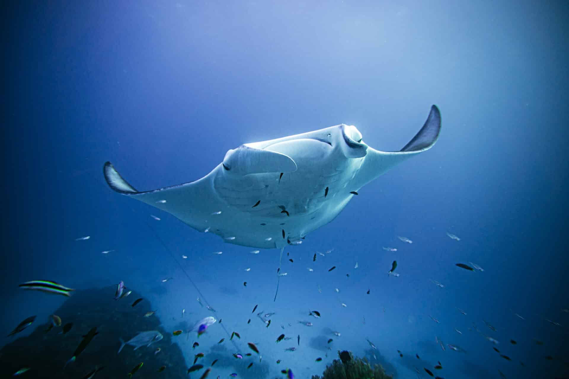 Lady Elliot Island fridykning og kun for Breathless-instruktører