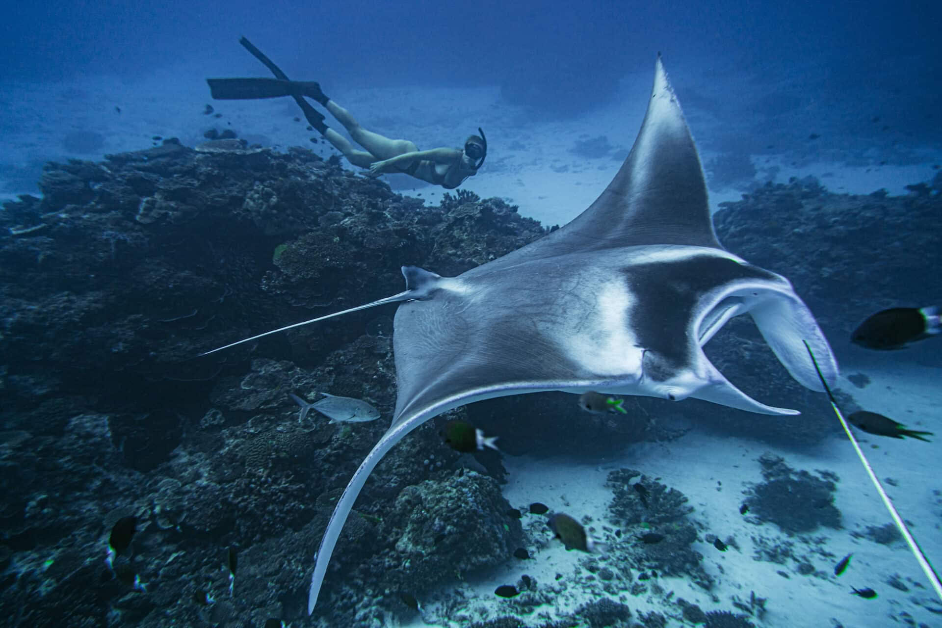 Lady Elliot Island Fridykning & Kun for inviterede uden åndedræt