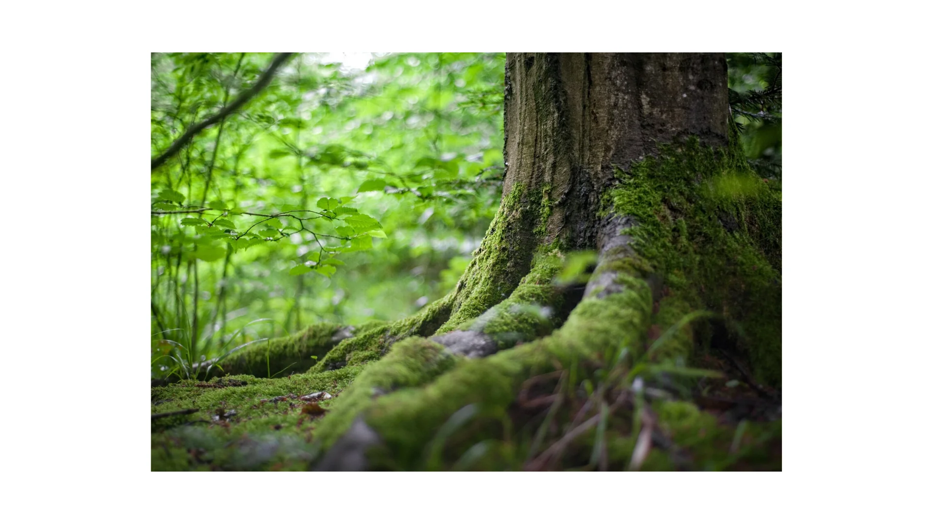 Mindfulness-skovoplevelse 🌳