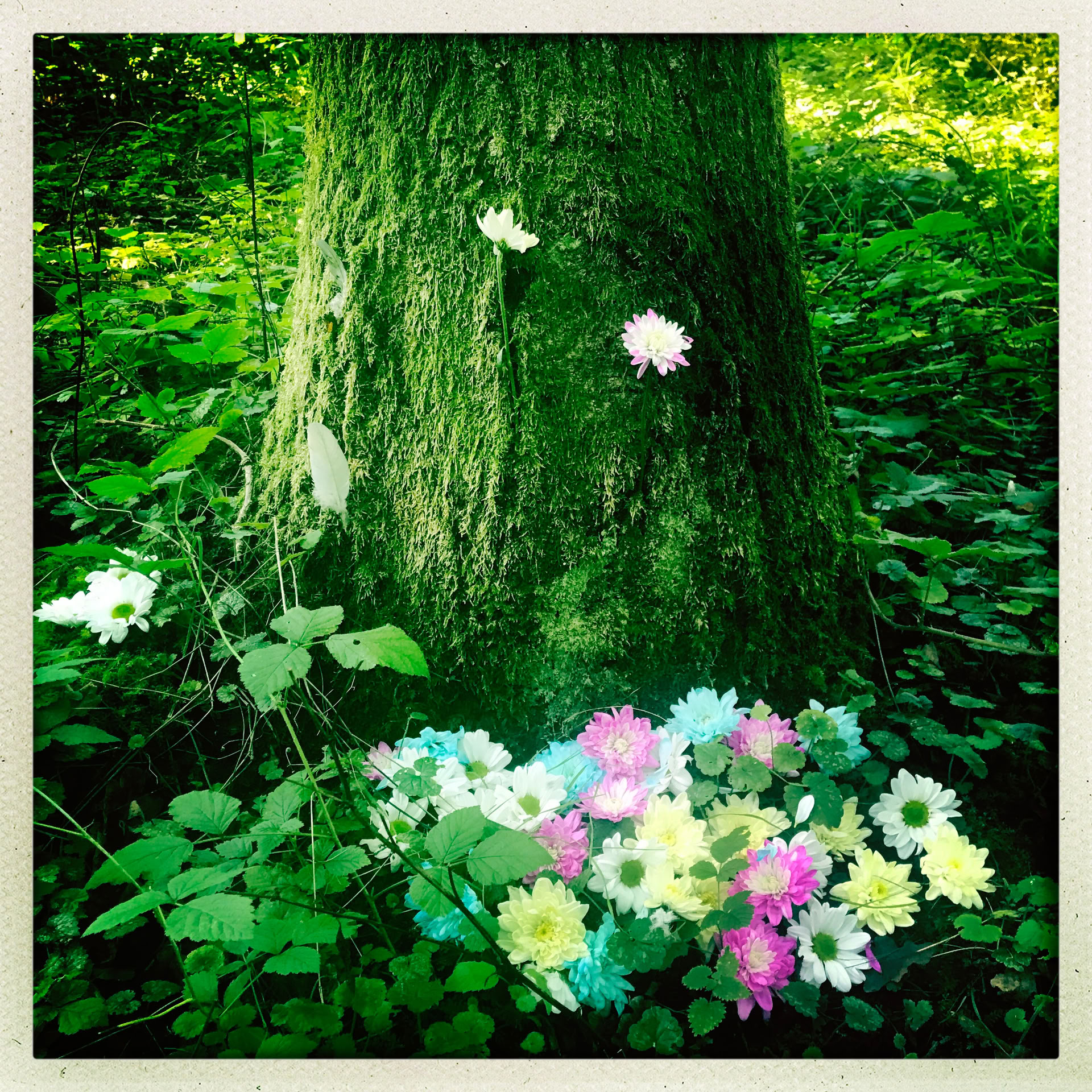 Mindfulness-skovoplevelse 🌳
