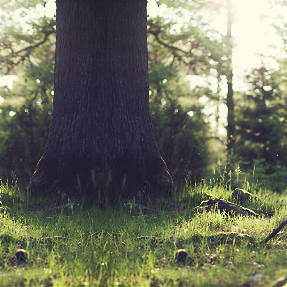 Mindfulness-skovoplevelse 🌳