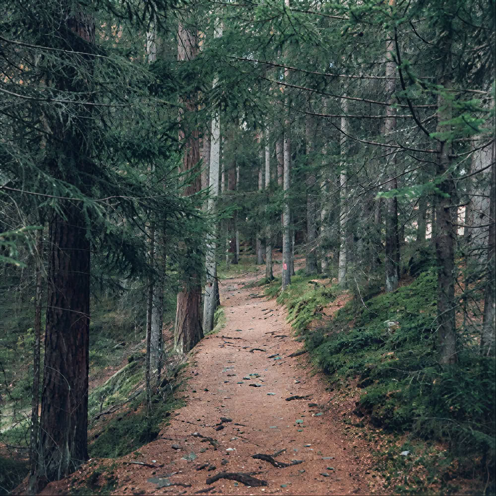 Mindfulness-skovoplevelse 🌳