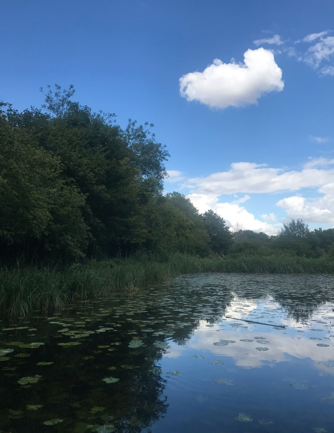 Mindfulness-skovoplevelse 🌳