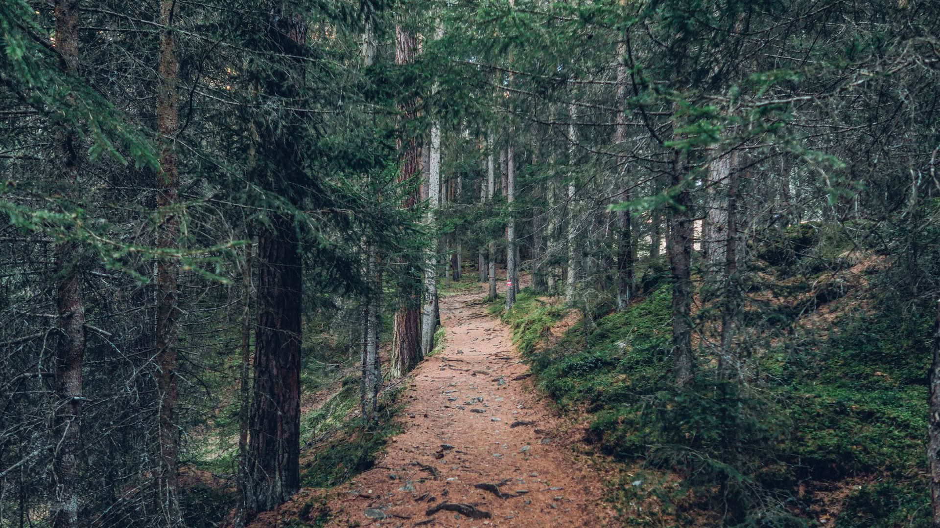 Mindfulness-skovoplevelse 🌳