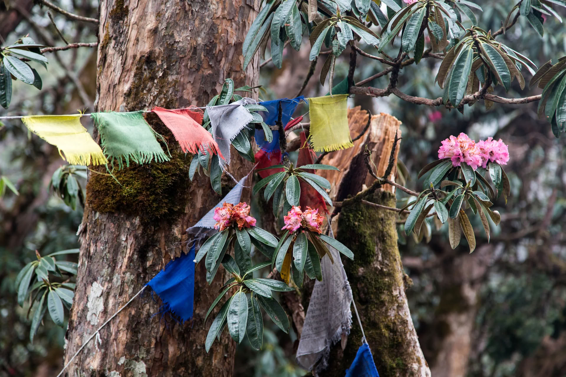 Annapurna Base Camp