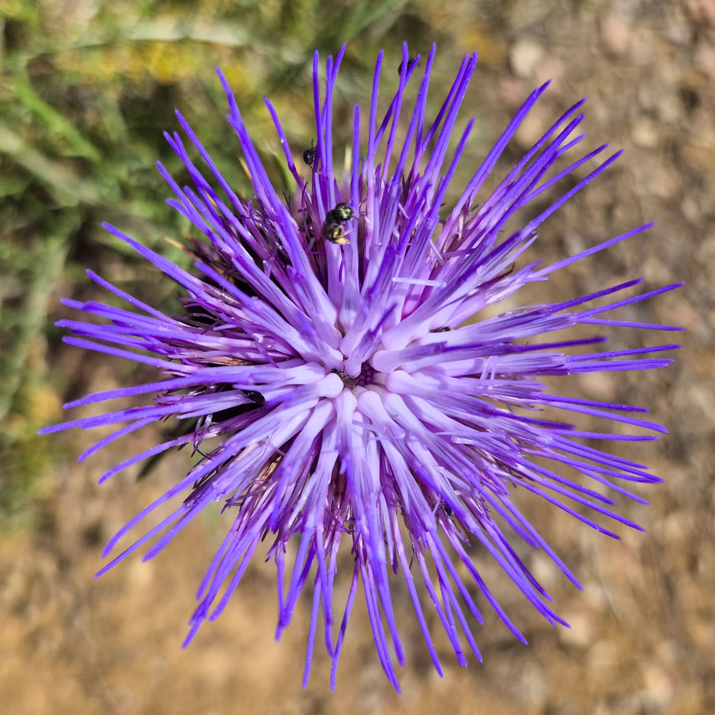 Lej Finca La Lola