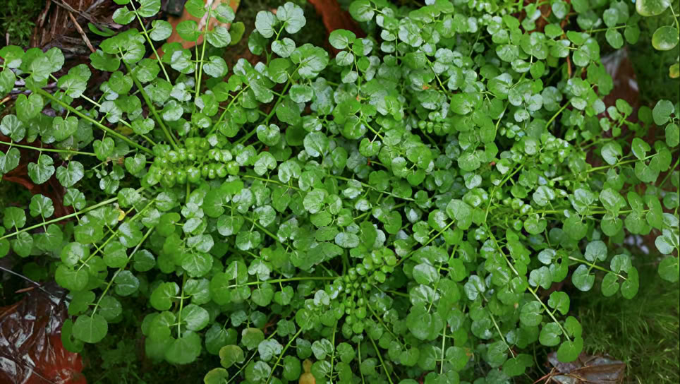Sjælenaturlig - naturhealing